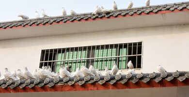 como ahuyentar palomas de terrazas , casas, tejados, jardines y patios.